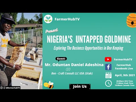 Nigeria's untapped Goldmine (Exploring The Business Opportunities in Bee Keeping)