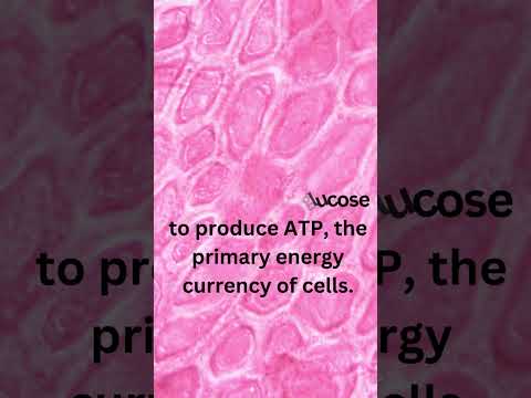 What is Cellular Respiration? #cellular #respiration #shorts #trending #viral