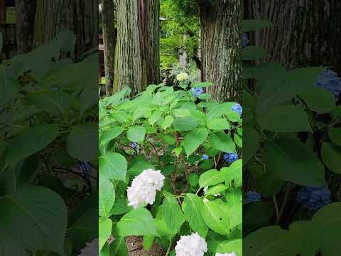 名勝光前寺庭園。巨大杉木下美麗的光苔，珍貴的苔之古道，夏日的繡球花