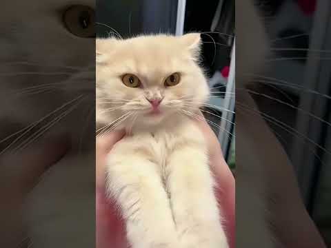 Cute cute cats funny videos with cats