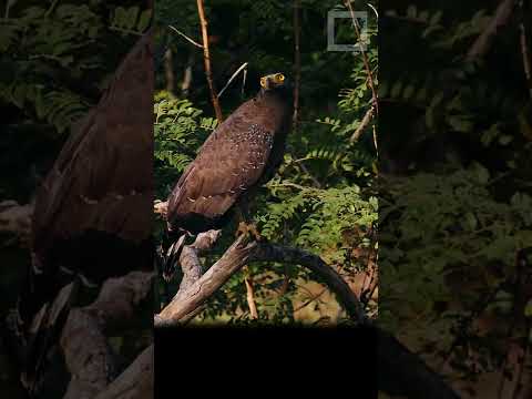 Crested serpent eagles, from Sri Lanka