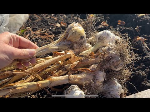 This Clever Method of Planting Garlic Makes it SOOO easy! Watch This! #gardening #homemade #fyp