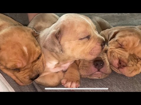 This is what heaven looks like, the most adorable puppies ever!!!