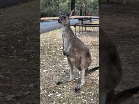 Good day mate 🇦🇺🦘 #travel #travelvlog #australia #wildanimals #wildlife #downunder