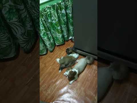 walang katapusang rambulan #shortsvideo #youtubeshorts #shitzu #doglover #fypシ #dogtrend #shorts