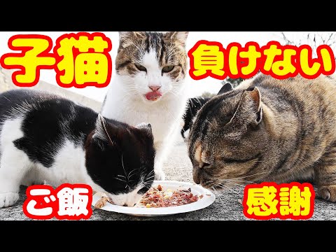 空腹な子猫が成猫に立ち向かって爆食いする 極寒 さくらねこたちへの給餌