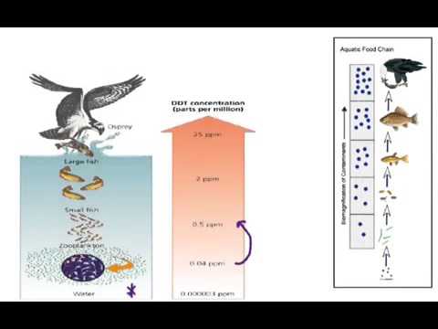 Biomagnification