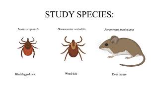 Effects of ticks on community assemblages of ectoparasites in deer mice | Erica Fellin