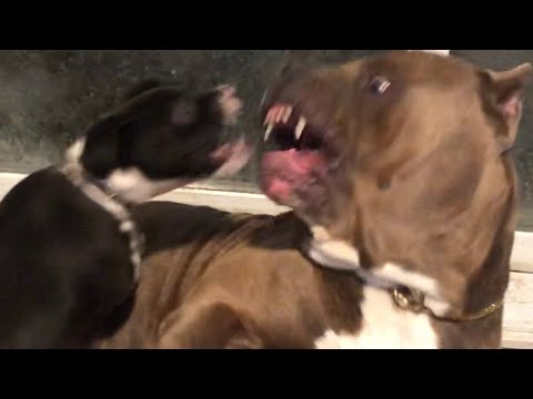 Vicious chihuahua puppy attacks giant Pitbull