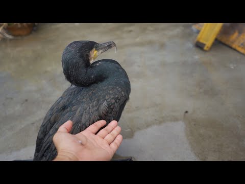 If I don't have any fish in my hand, will the cormorant care about me?