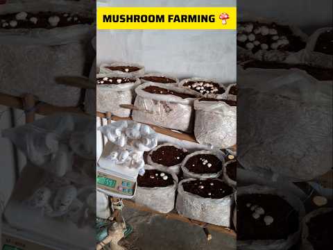 Mushroom farming in India Button Mushroom farming in bags Subscribe for mushroom farm video#shorts