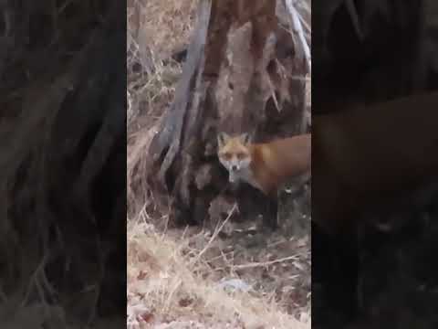 Early Morning Hangout With Fox #fox #wildlife #animals #shorts