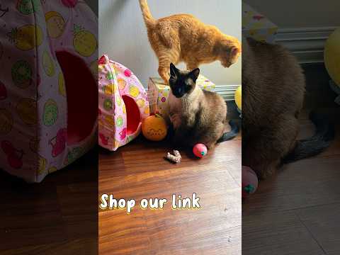 My cats can't get enough of their Pusheen Cat Kit Box! 🐾✨  #catvideo