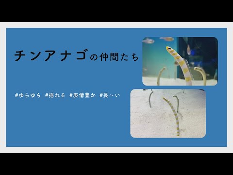 【#かわいい#楽しい#癒し水族館に行こう】チンアナゴの仲間たち