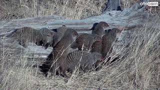 A Bundle of Banded Mongoose!