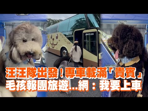 汪汪隊出發！專車載滿「貴賓」 毛孩報團旅遊...網：我要上車｜寵物動物｜旅遊專車｜精選影片