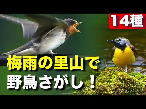 里山で野鳥を探そう！幼鳥の感動シーンにも遭遇！？