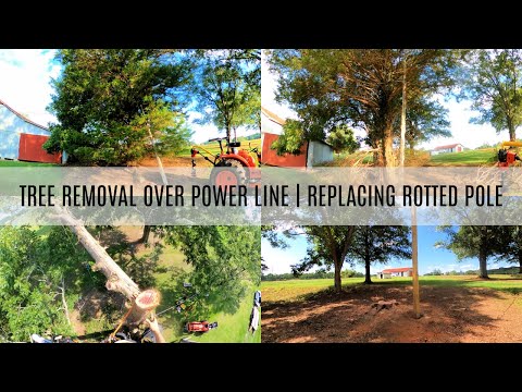 Cutting a Tree Down Over a Power Line