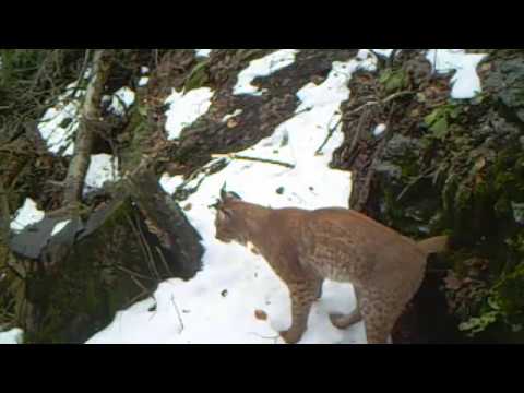 Camera trap reveals Romania's 'big five'