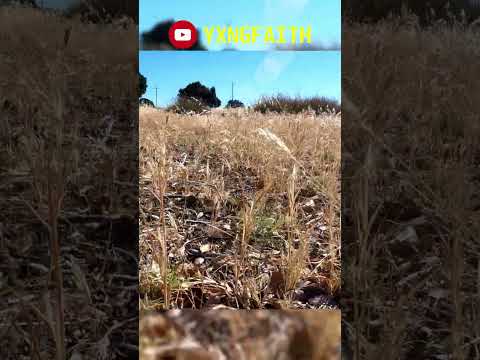 Windy Fields #wind #asmr #sound #nature #field #relaxing #reels #viral #calm #shorts #windy