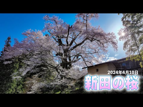 新田の桜 2024年4月10日