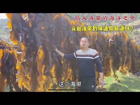 【阿向趕海】阿向尋找一種大海裡的蔬菜 從產地到餐桌無污染 支撐起一個縣經濟