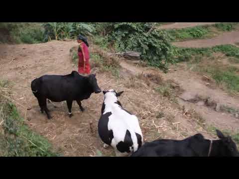 Traditional cattle farming technology in village || Nepali village