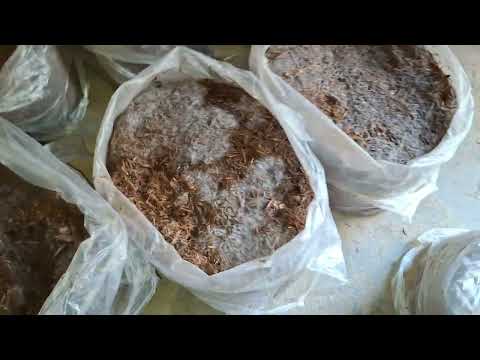 BUTTON MUSHROOM FARMING IN INDIA 50 BAGS MUSHROOM FARMING IN ROOM #mushroom