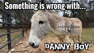 What’s Wrong With Rescue Donkey Dan and A Stop By Animal Control