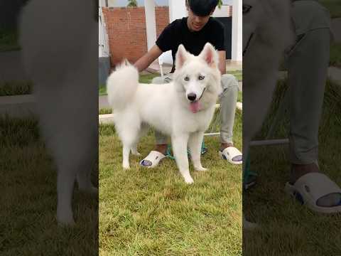 What a beautiful White Siberian Husky #husky #siberianhusky #dog #shorts