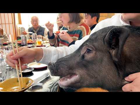 A chaotic New Year with a pig among a crowd of relatives