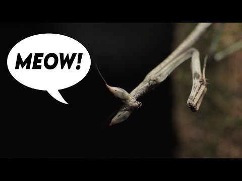 Cats Eye Mantid & New Breeding Project! [UNBOXING]