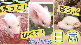 【密着】ひたすらかわいいマイクロブタの日常＃1