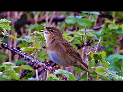 Grasshopper Warbler Reeling Calling Singing  ♫ Songbird ♫ Song Call