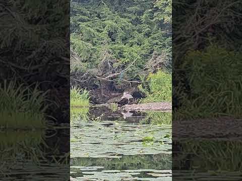 huge bird caught a fish