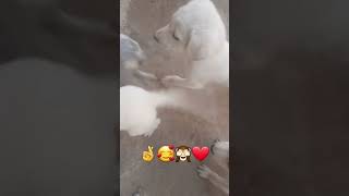 ishq tumse hua hai :( song by ayaaz khaan) god gift for me dog puppy's 🤞🥰❤️🙈 I like puppy's #shorts