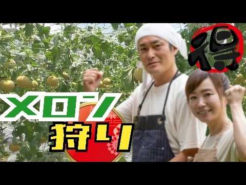 【メロン狩り】2玉収穫+冷えた1玉/ころたん/五桂池フルーツ村Melon harvesting experience