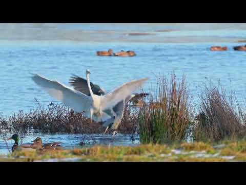 Grey Heron (Ardea cinerea) & Great Egret (Ardea alba) - near Soerendonk (Netherlands) 13-1-2025