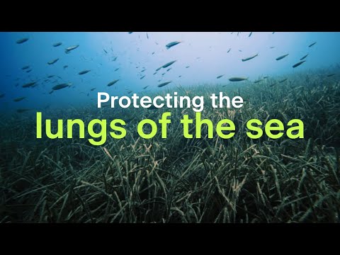 Protecting the lungs of the sea