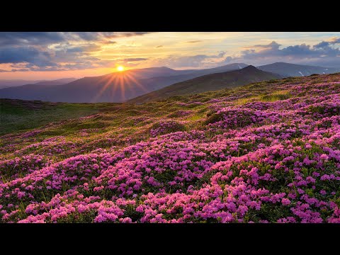 평화로운 아침을 위한 힐링음악🌲하루10분 만병을 치료 해주는 힐링 명상 기치료 음악 및 영상 - 아침음악, 힐링음악, 명상음악, 스트레스해소음악