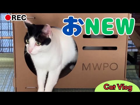 "New scratching house" and "Is there anything there?" #Cute #Cat #Vlog