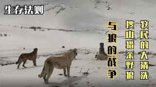 "牧羊犬大軍搜山，上演反擊野狼的地毯式大圍剿！"#top  #世界之最 #动物 #動物 #災難 #灾难 #腦洞大開 #美國 #灰熊#狼群 #北大村庄#可可西里#