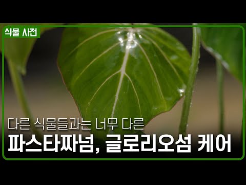 똑같은 방법으로 키우면 안된다고? 글로리오섬과 파스타짜넘 총 정리