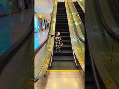 #Escalator fun😜😎always love to go alone🤡