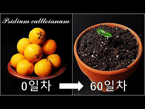 구아바를 키우는 간단한 방법｜레몬 구아바 키우기｜나만의 구아바 나무 키우기｜캐틀리 구아바｜딸기 구아바｜구아바｜How to grow #67 Cattley Guava