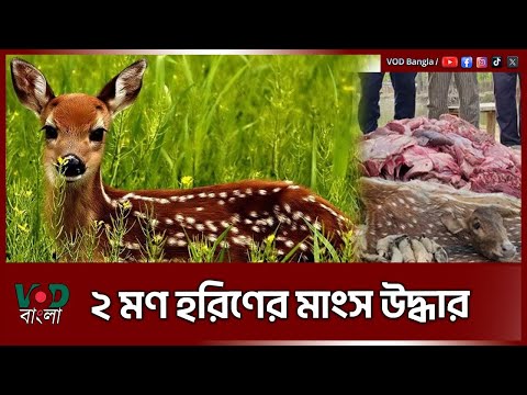 ২ মণ হরিণের মাংস উদ্ধার | VOD News