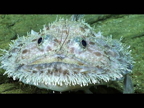 Facts: The Grumpy Goosefish