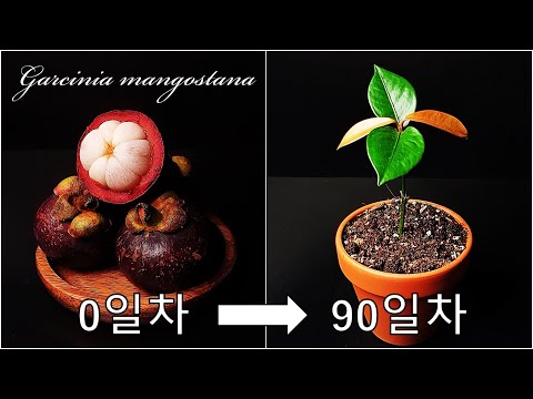 망고스틴을 키우는 간단한 방법｜망고스틴 키우기｜나만의 망고스틴 나무 키우기｜매력적인 열대과일 망고스틴 키우기｜How to grow #66 Mangosteen