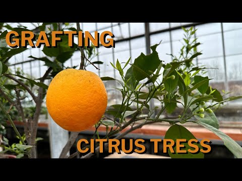 Grafting an orange tree to a lemon tree!!!!