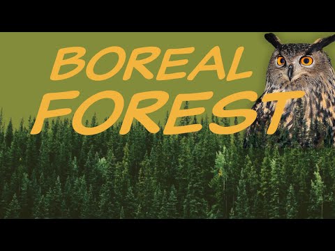 Explore the BOREAL FOREST Biome 🌲 Nature Ecology & Environment